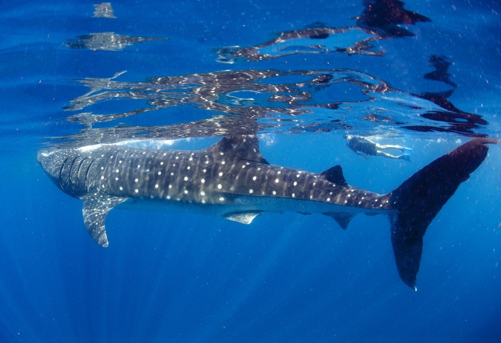 whale shark