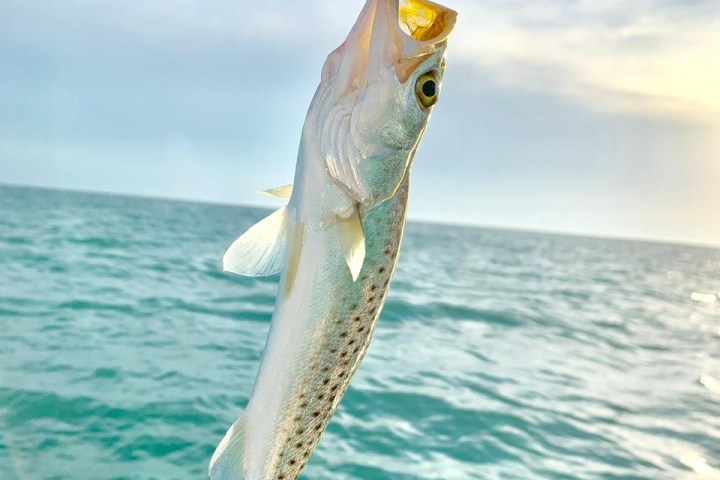 a fish jumping out of the water